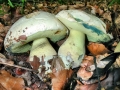 Caloboletus_radicans.jpg