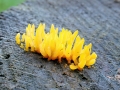 Calocera cornea