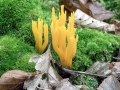 Calocera_viscosa.jpg