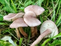 Calocybe_carnea.jpg