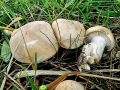 Calocybe_gambosa.jpg