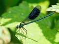 Calopteryx_splendens_Maennchen.jpg