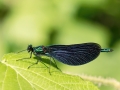 Calopteryx virgo