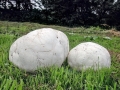 Calvatia gigantea