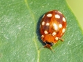 Calvia quatuordecimguttata