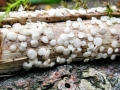 Calycina_herbarum.jpg