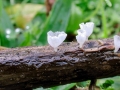 Calyptella_capula.jpg