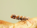 Cameraria ohridella