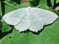 Campaea_margaritaria_Weibchen.jpg