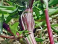 Campiglossa_misella.jpg
