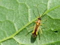 Campyloneura_virgula.jpg