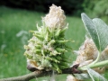 Candidatus Phytoplasma