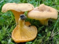 Cantharellus_cibarius.jpg