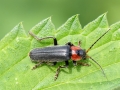 Cantharis fusca