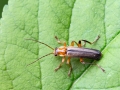 Cantharis_livida.jpg