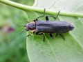 Cantharis_obscura.jpg
