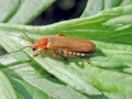 Cantharis_rufa.jpg