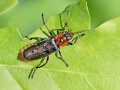 Cantharis_rustica.jpg