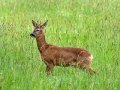 Capreolus capreolus