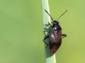 Capsus_ater.jpg