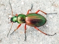 Carabus_auratus.jpg