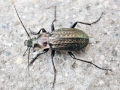 Carabus_granulatus.jpg