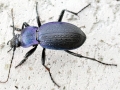 Carabus problematicus