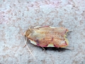 Carcina_quercana.jpg