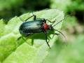 Carilia_virginea.jpg