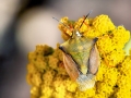 Carpocoris_fuscispinus.jpg