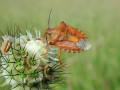 Carpocoris_purpureipennis.jpg