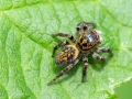 Carrhotus xanthogramma