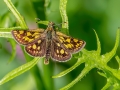 Carterocephalus_palaemon.jpg