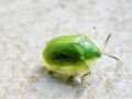 Cassida_hemisphaerica.jpg