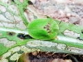 Cassida rubiginosa