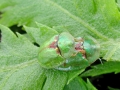 Cassida_stigmatica.jpg
