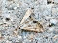 Cataclysta_lemnata.jpg