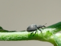 Catapion_pubescens.jpg