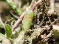 Catapion_pubescens_Galle.jpg