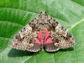 Catocala promissa