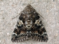 Catocala_sponsa.jpg