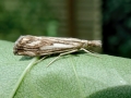 Catoptria falsella