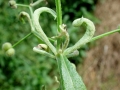 Cecidophyes galii