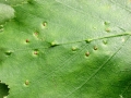 Cecidophyopsis_betulae.jpg
