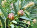 Cecidophyopsis_psilaspis.jpg