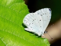 Celastrina_argiolus.jpg