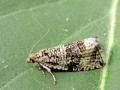 Celypha_lacunana.jpg
