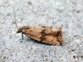Celypha striana