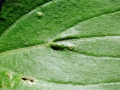 Cenopalpus spinosus