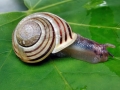 Cepaea_hortensis.jpg